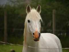 Selbst-lern-Seminar: Dein Einstieg in die Tierkommunikation