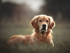 Jahresausbildung Tierkommunikation nach Penelope Smith