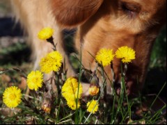 Detaillierte Tierkommunikation